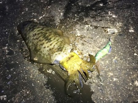 アオリイカとアジ