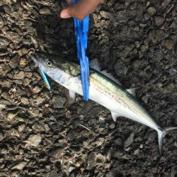 アジングのつもりが、サゴシが大爆釣！！