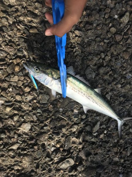 アジングのつもりが、サゴシが大爆釣！！