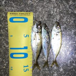 ライトゲーム、アジ・メバル