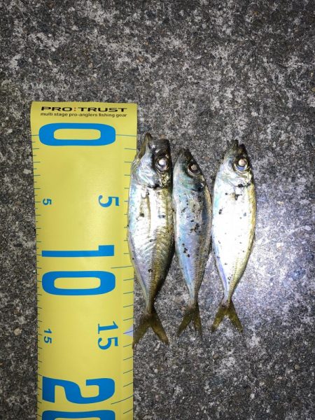 ライトゲーム、アジ・メバル