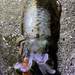 アオリ&タチウオ