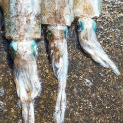 毎度です。イカの釣果は微妙でした。