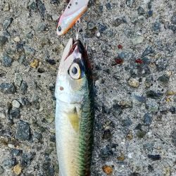 西宮ケーソンでサバゲー