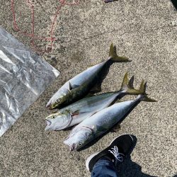 青物祭り開催中