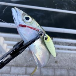 鯖が控え目な大潮最終日の朝。。。