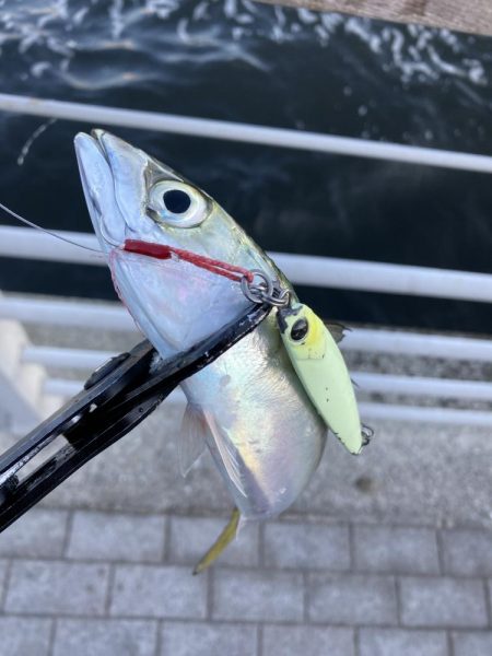 鯖が控え目な大潮最終日の朝。。。