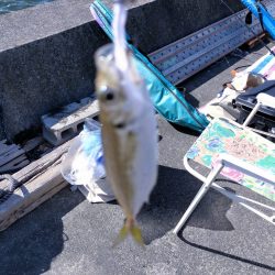 久々子湖のサヨリ