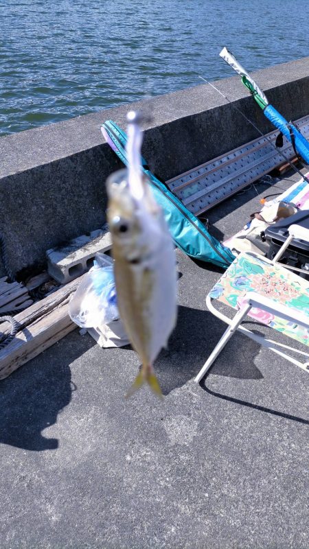 久々子湖のサヨリ