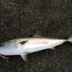 セットアッパー