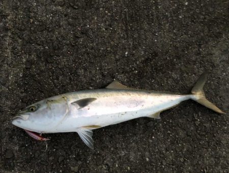 セットアッパー