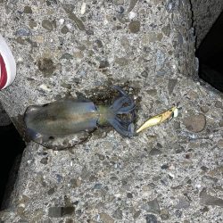 亀浦港でアオリイカ