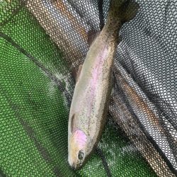 醒ヶ井養鱒場マス釣り堀再開