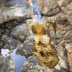 イカと太刀魚と青物