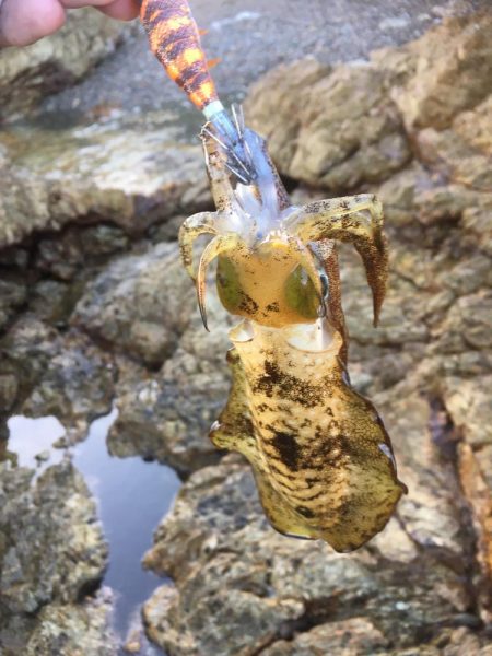 イカと太刀魚と青物