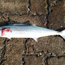 オータムフェスティバル