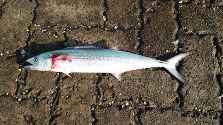 オータムフェスティバル