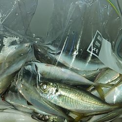 アジング~ショアプラッキング