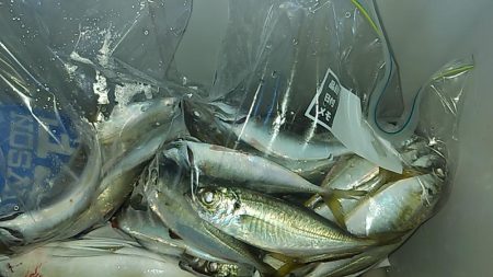 アジング~ショアプラッキング