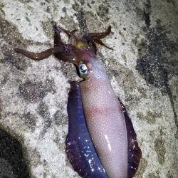 一気に寒さが、強くなりました。