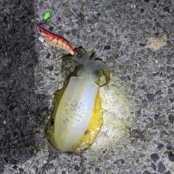 短時間アオリイカ調査！