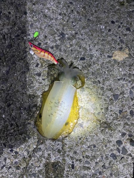 短時間アオリイカ調査！