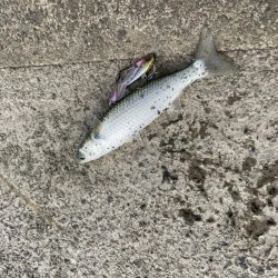 シーバス釣りに！