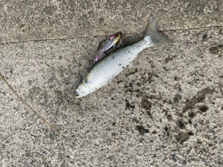 シーバス釣りに！