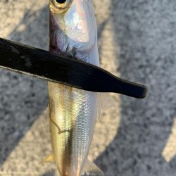 アジングでカマス