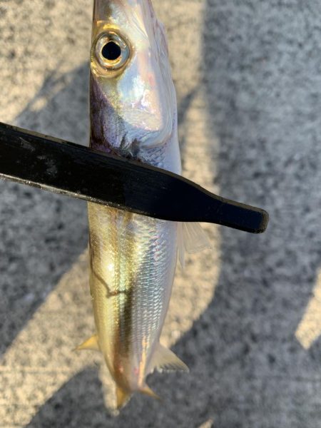 アジングでカマス