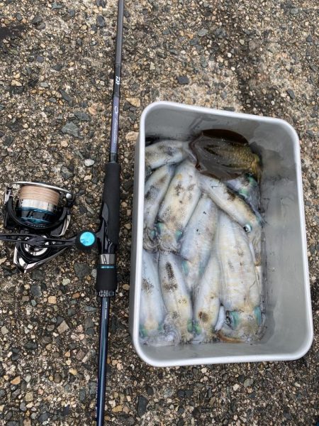 曇り時々アオリイカ一時雨