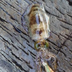 また、アオリだけでした。