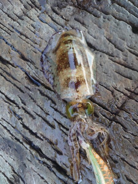 また、アオリだけでした。