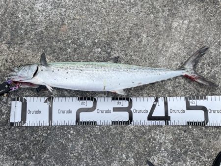 リベンジ釣行でサゴシget♪