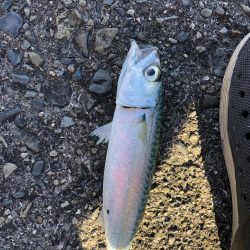 ショアジギング