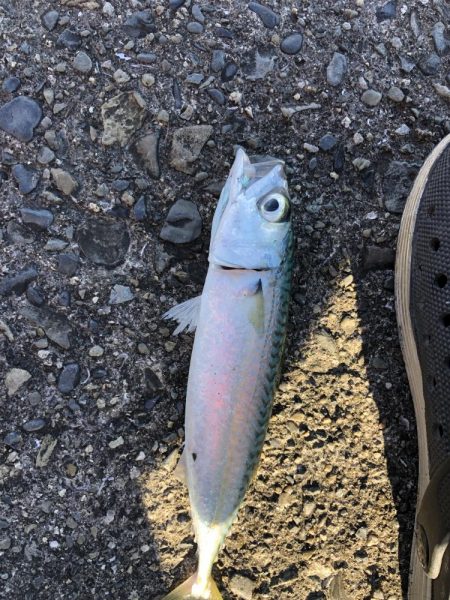 ショアジギング