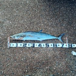 サゴシ～サワラ回ってます。