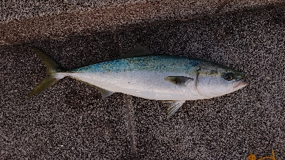 リベンジ達成でメジロ捕獲!