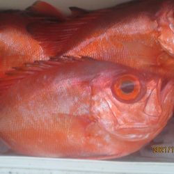 金時　10～20匹　30～40ｃｍ　釣れました(^_-)-☆