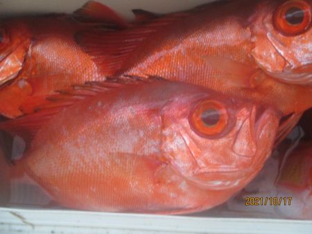 金時　10～20匹　30～40ｃｍ　釣れま…