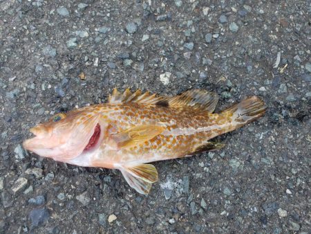 台風がこなかったので