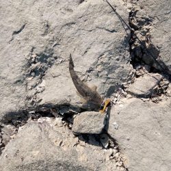 初マゴチ 釣れました