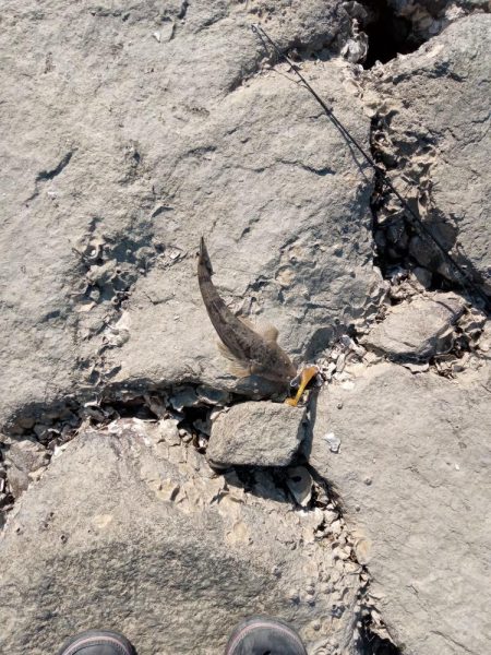 初マゴチ 釣れました