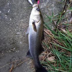 夕方の短時間釣行です。