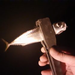 ライトゲーム49