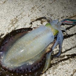 デカイ！胴長21cm