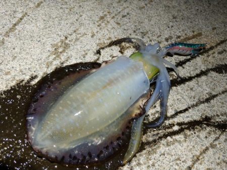 デカイ！胴長21cm