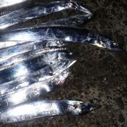 タチウオやっと接岸中