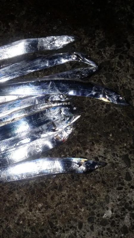 タチウオやっと接岸中