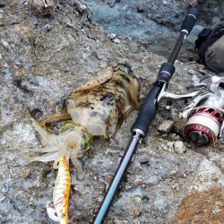 青モンは留守でした